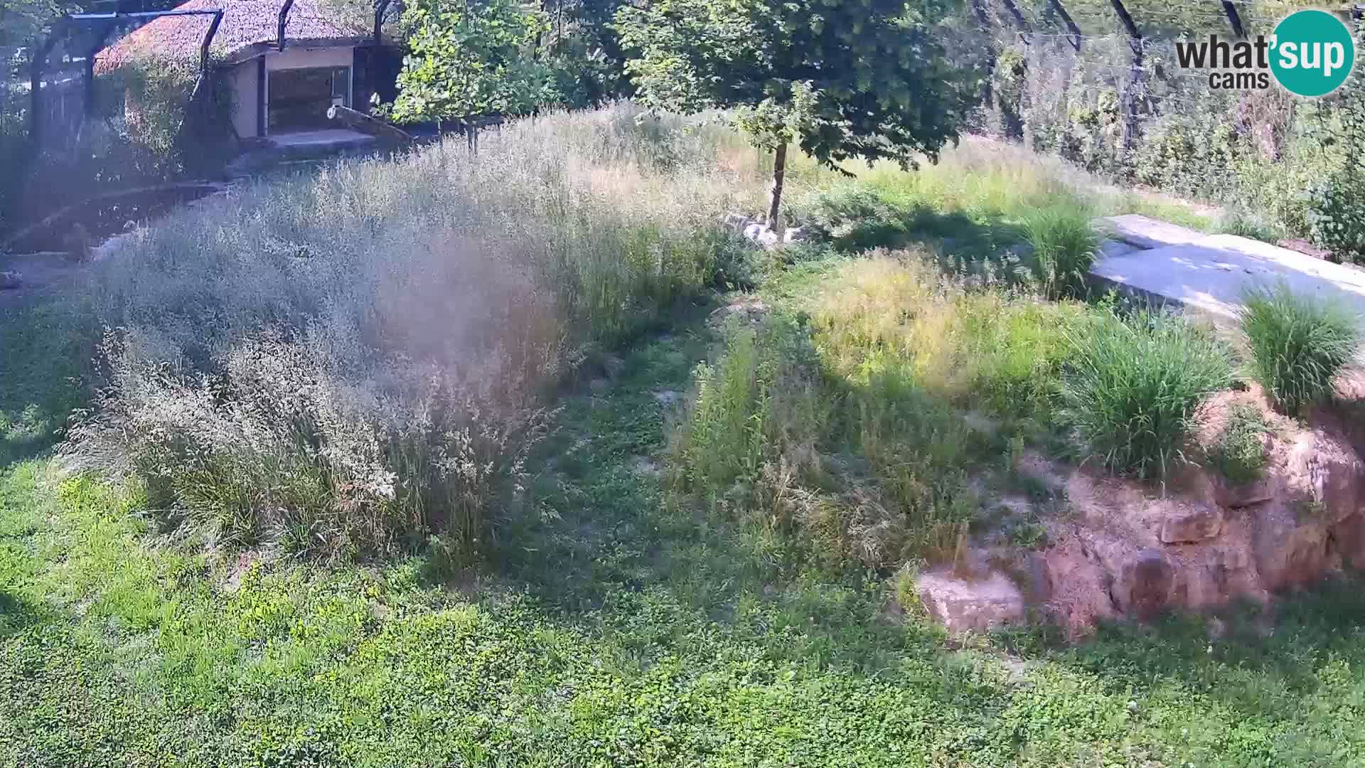 Zoo Lubiana live webcam Leoni