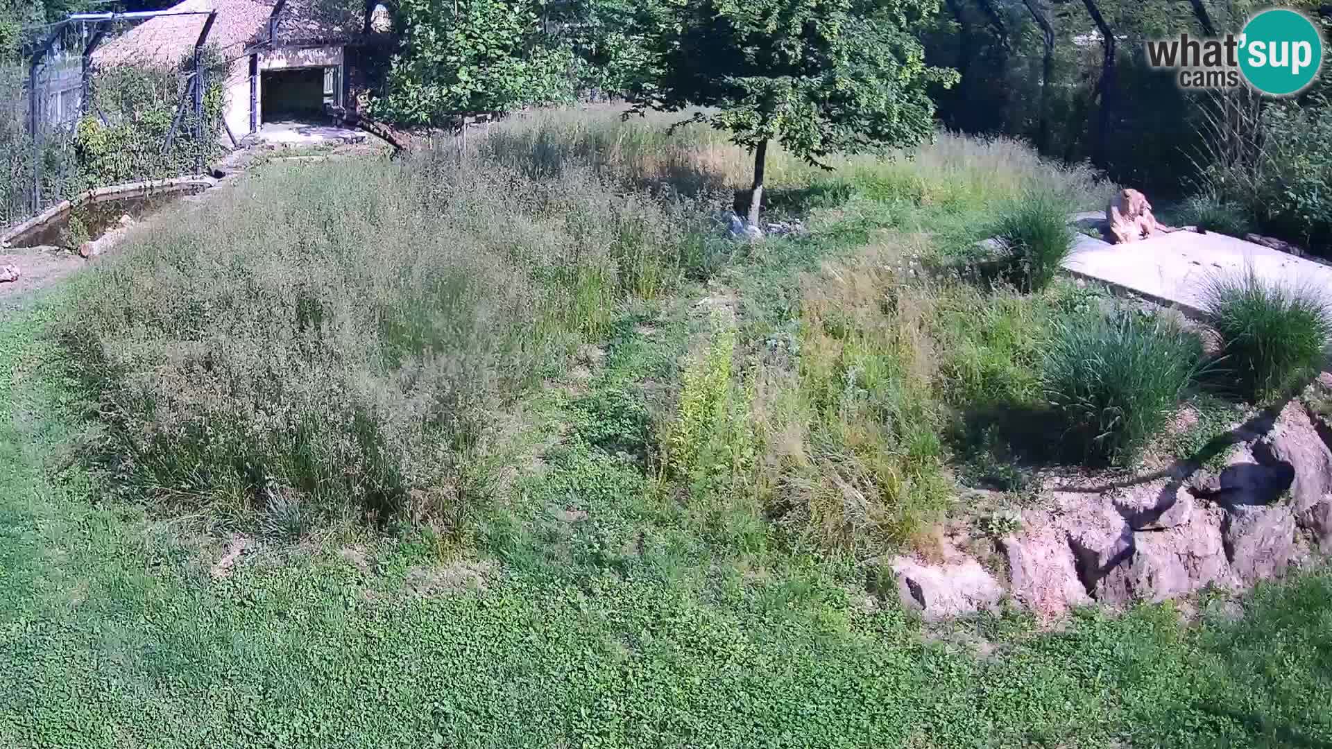 Live Ljubljana Zoo webcam Lion