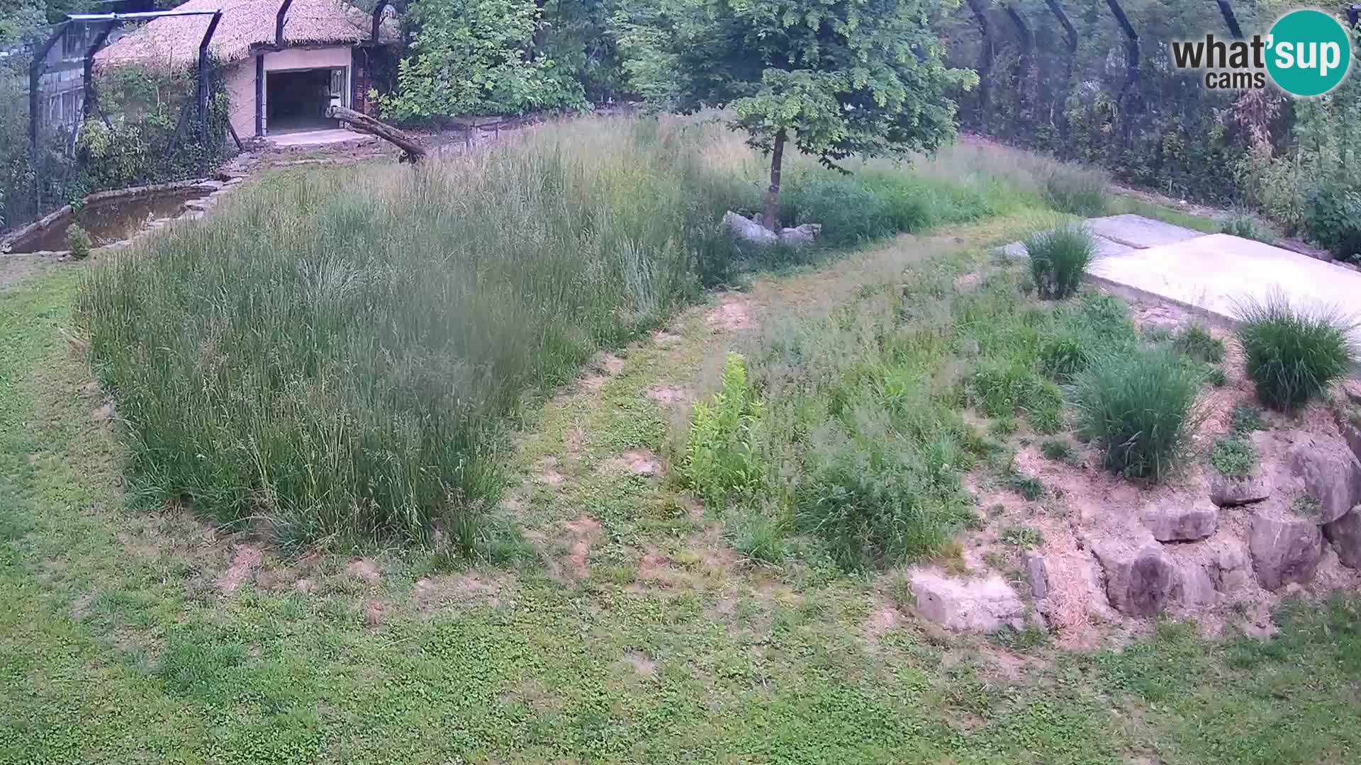 Zoo Ljubljana camera en vivo Leones