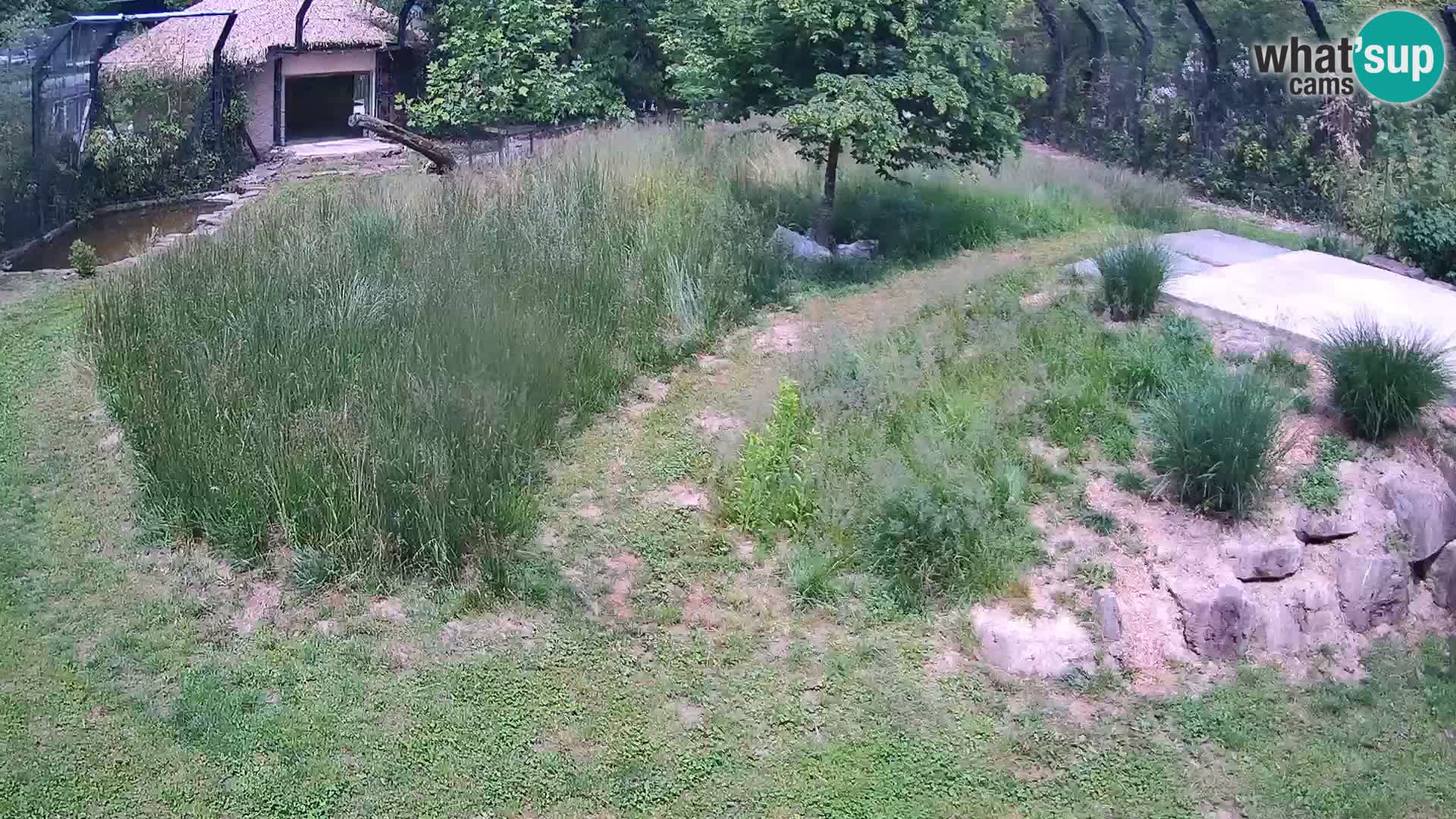 Live Ljubljana Zoo webcam Lion