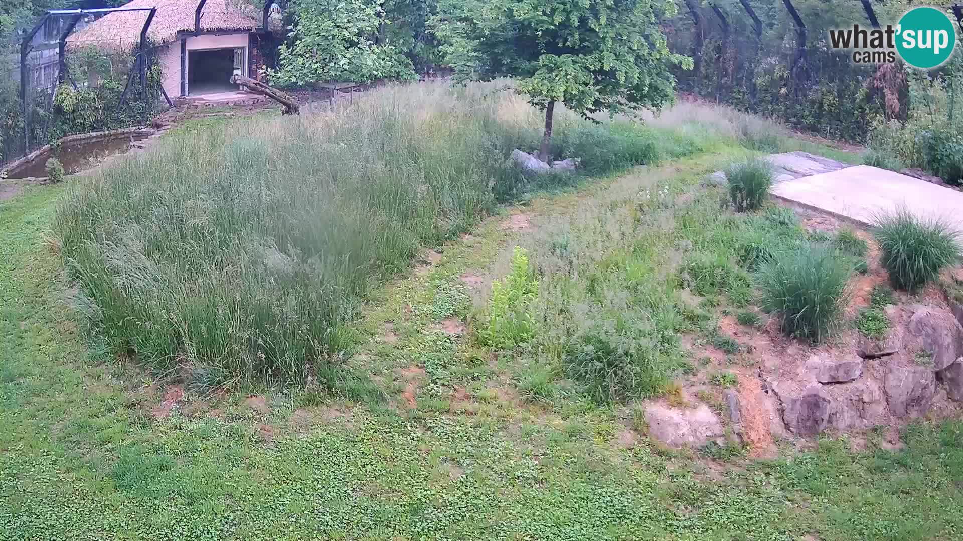 Ljubljana Zoo webcam Lion