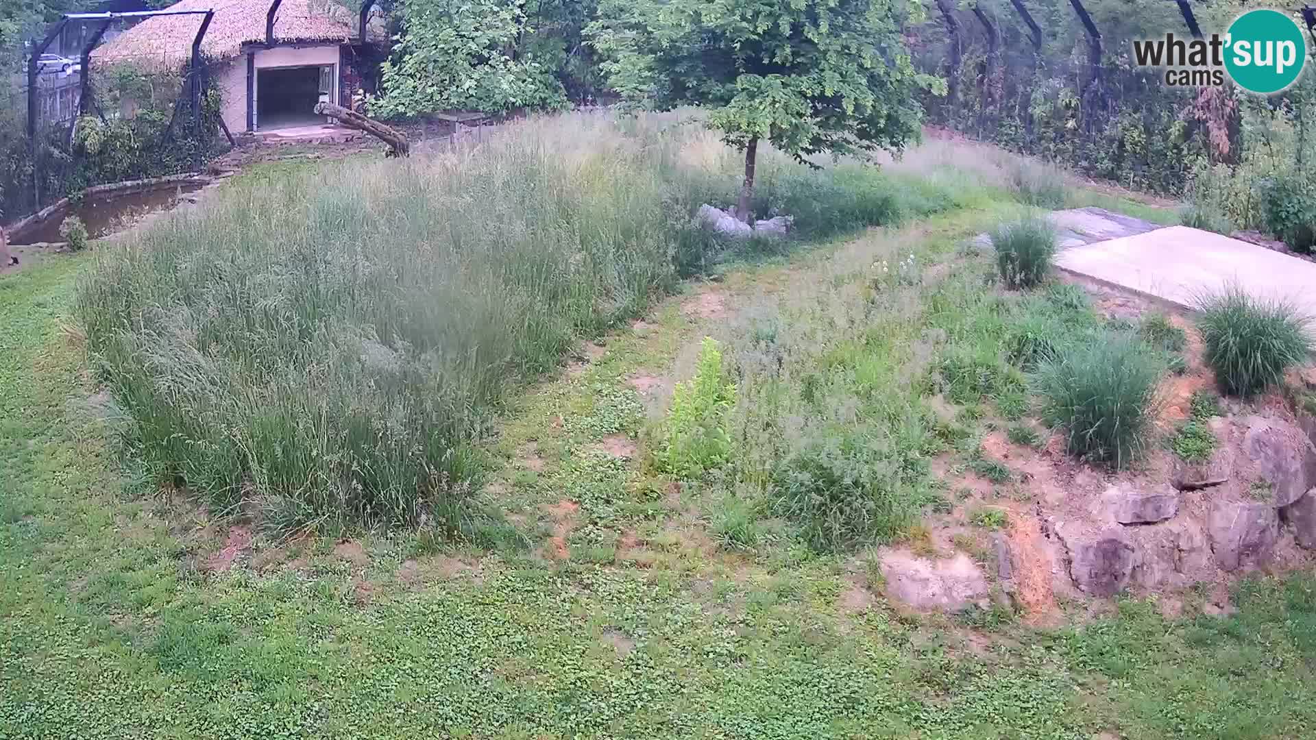 Live Ljubljana Zoo webcam Lion