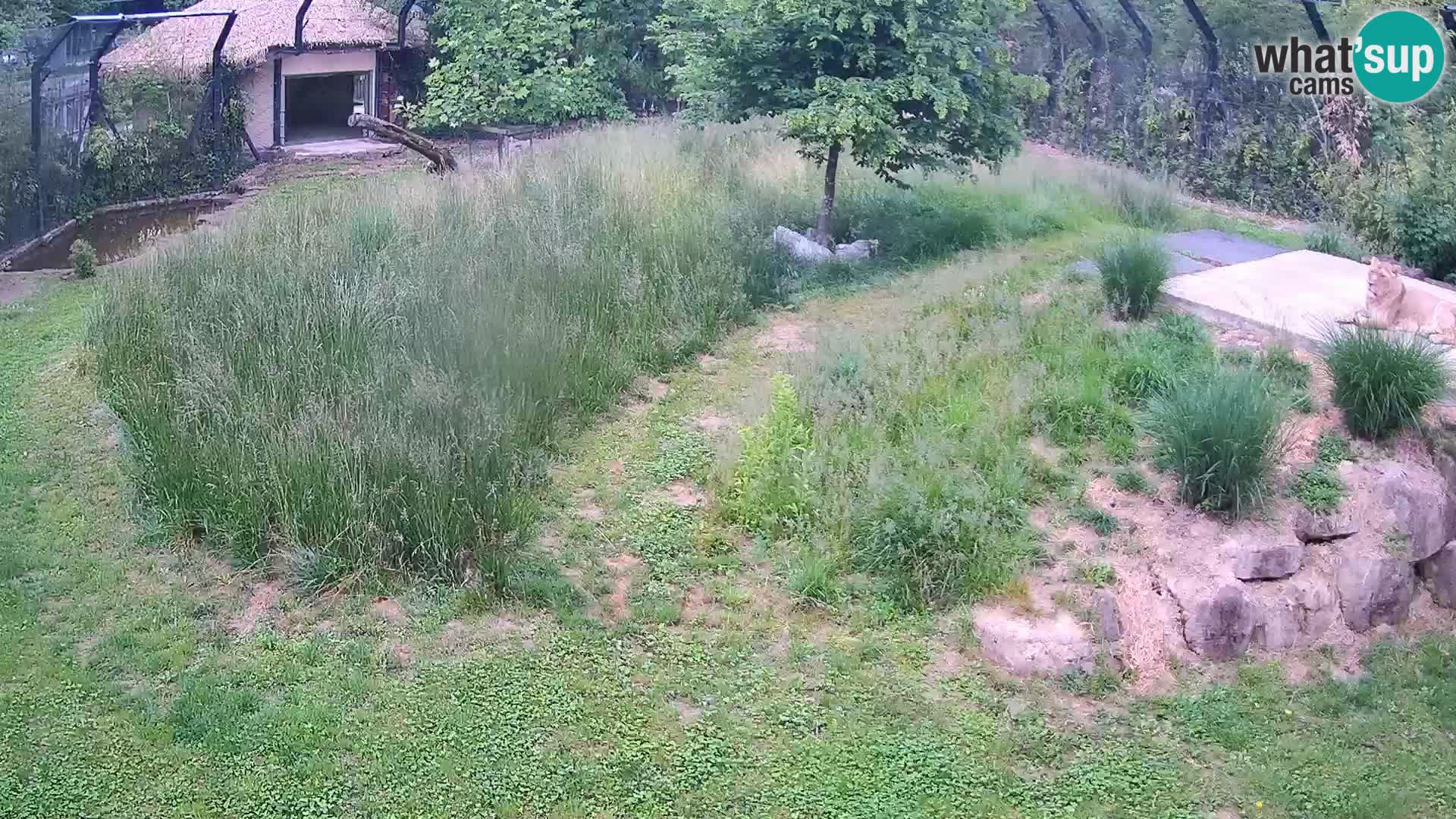 Live Ljubljana Zoo webcam Lion