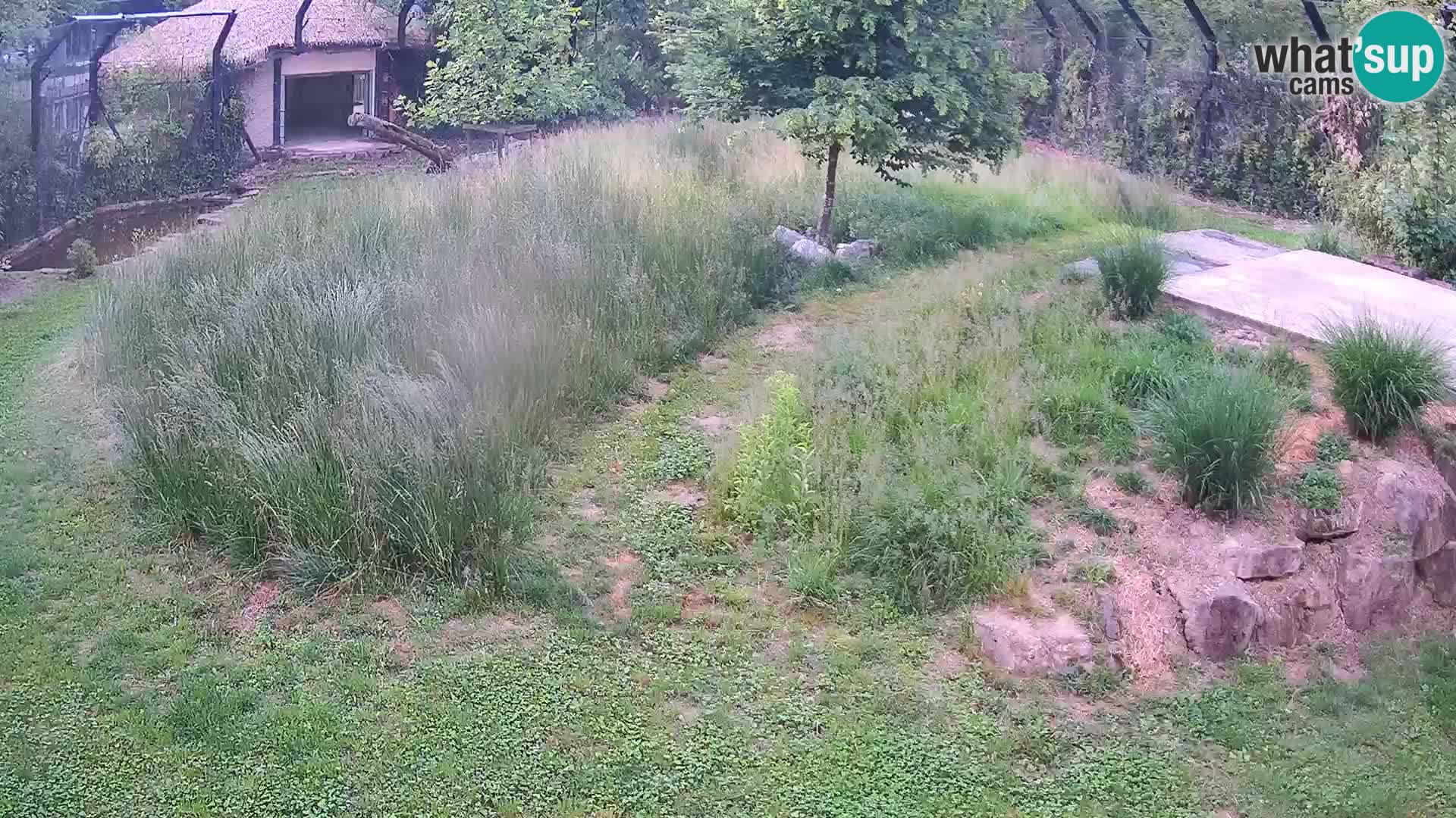 Live Ljubljana Zoo webcam Lion