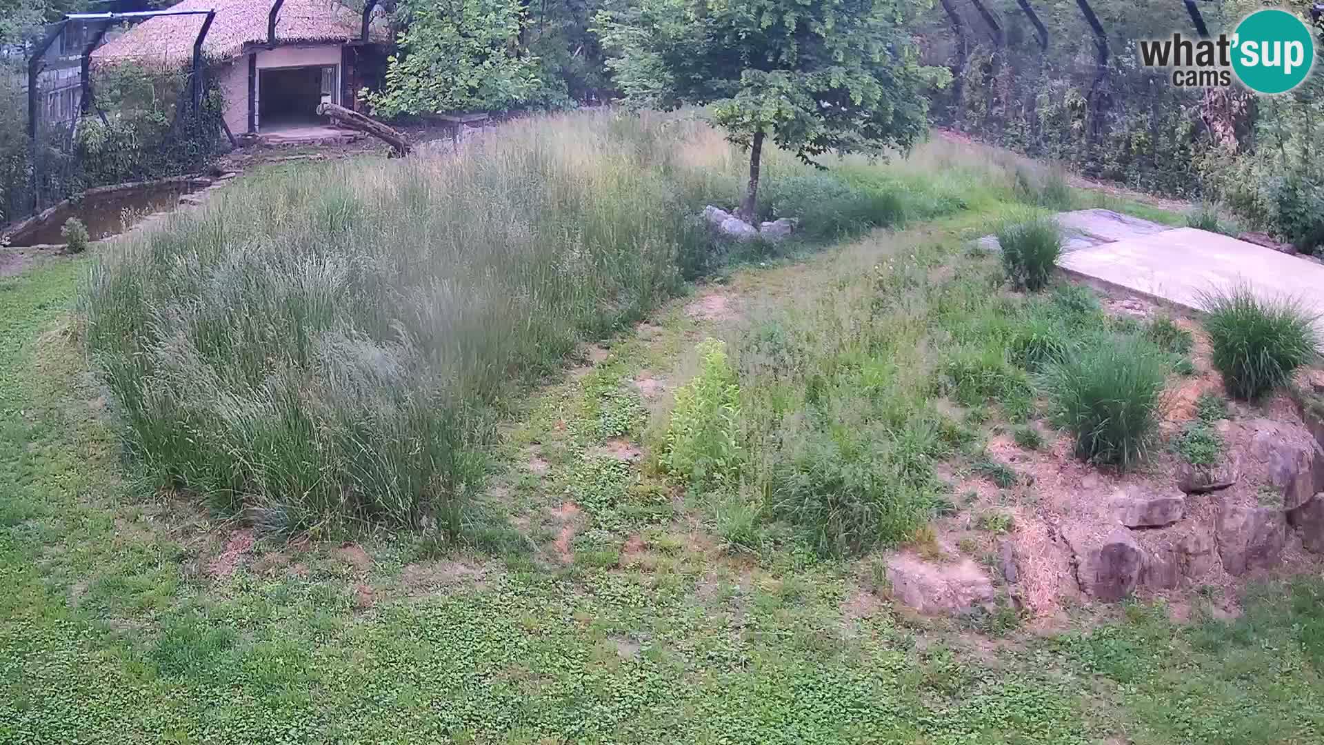 Zoo Ljubljana webcam Löwen
