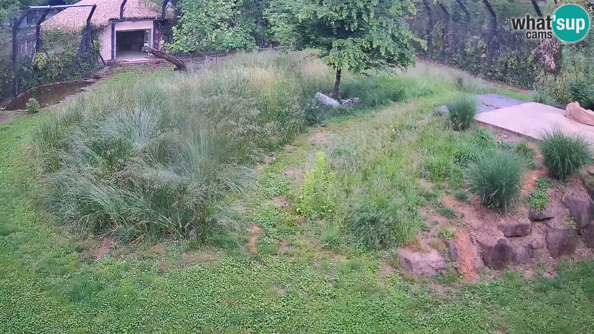Ljubljana Zoo webcam Lion
