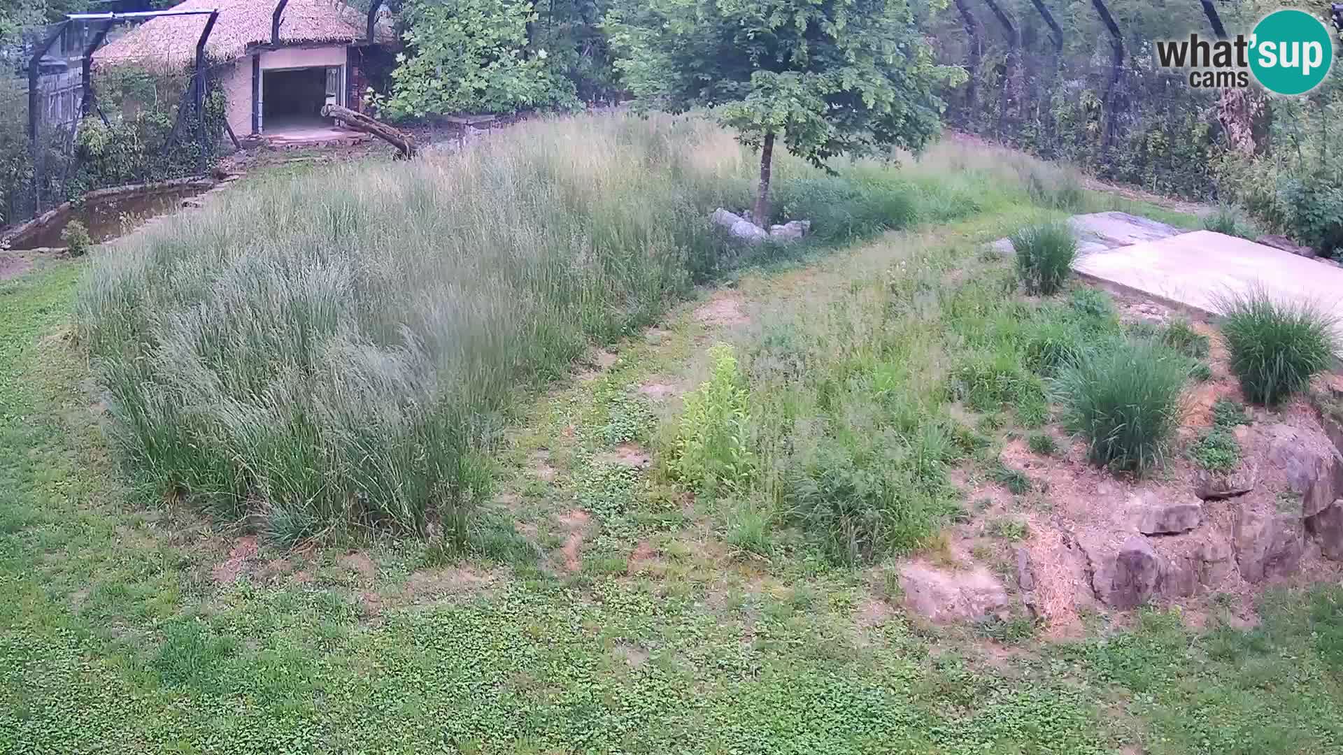 Zoo Ljubljana web kamera Lavovi