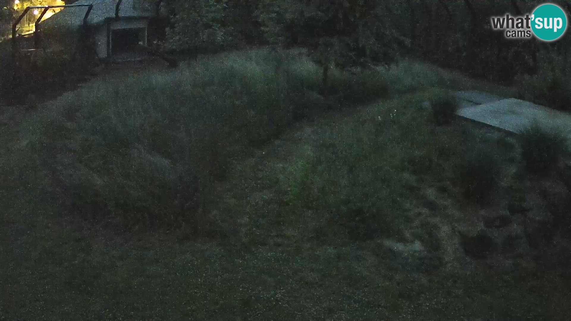 Ljubljana Zoo webcam Lion
