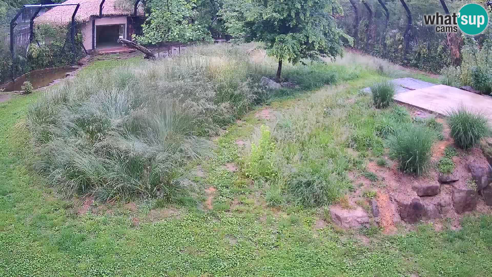 Zoo Lubiana live webcam Leoni
