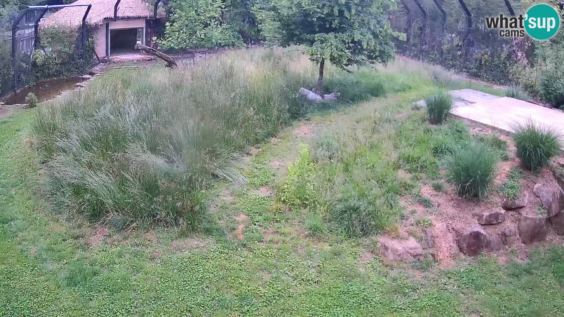 Zoo Ljubljana camera en vivo Leones