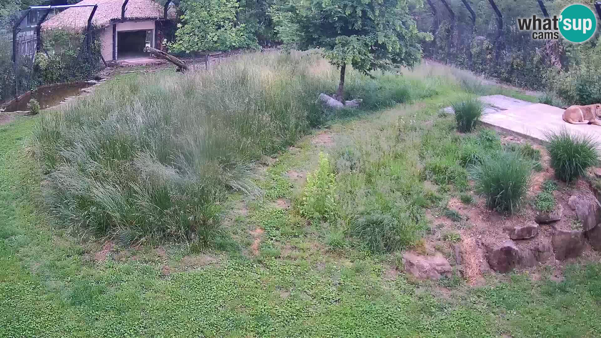 Live Ljubljana Zoo webcam Lion