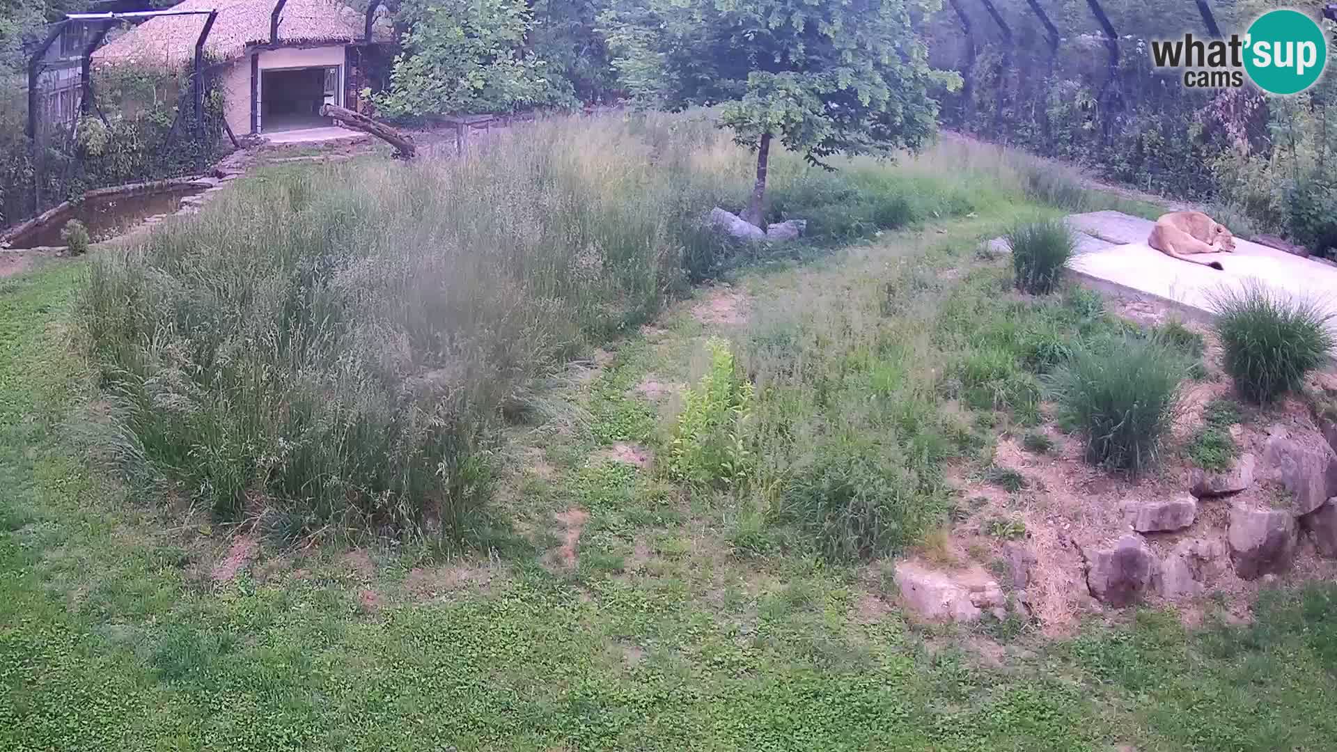 Zoo Lubiana live webcam Leoni