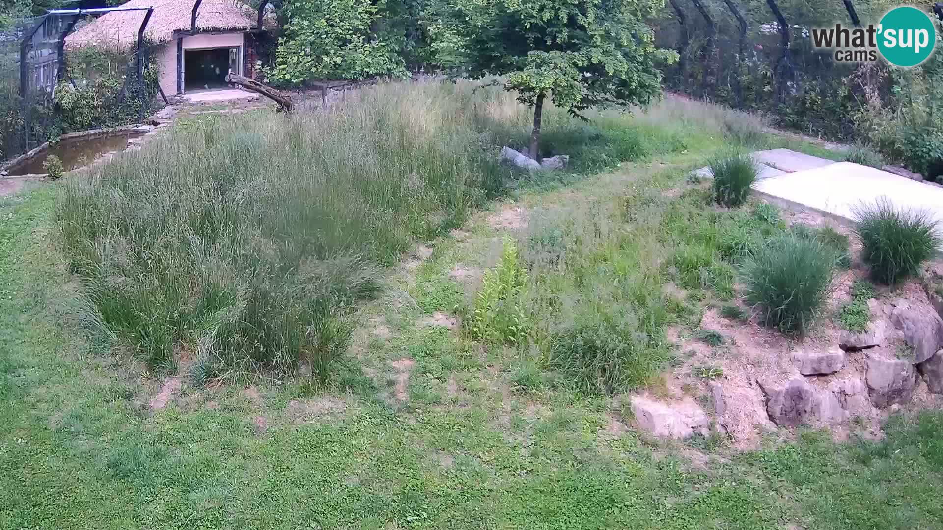 Ljubljana Zoo webcam Lion