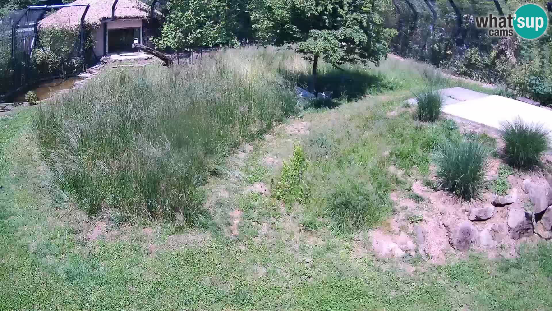Zoo Lubiana live webcam Leoni