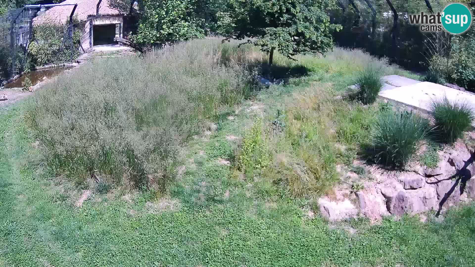 Zoo Lubiana live webcam Leoni