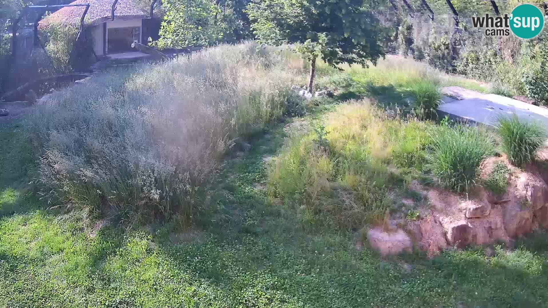Ljubljana Zoo webcam Lion