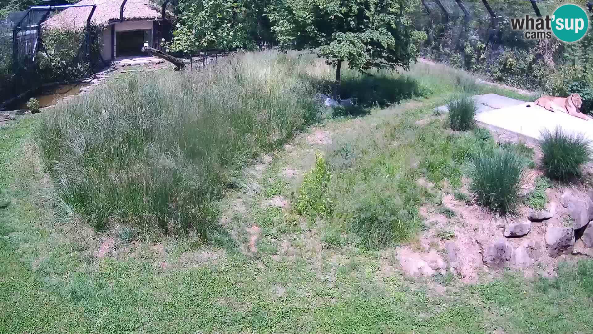 Zoo Ljubljana camera en vivo Leones