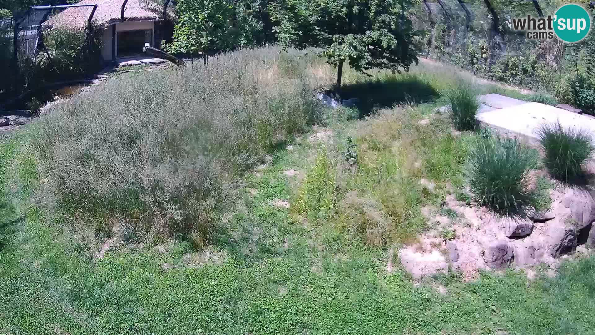 Zoo Ljubljana webcam Löwen