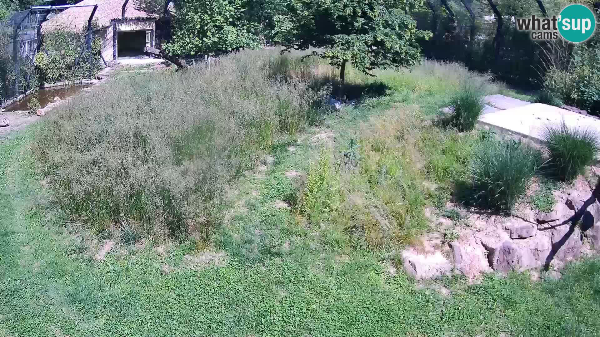 Zoo Ljubljana web kamera Lavovi
