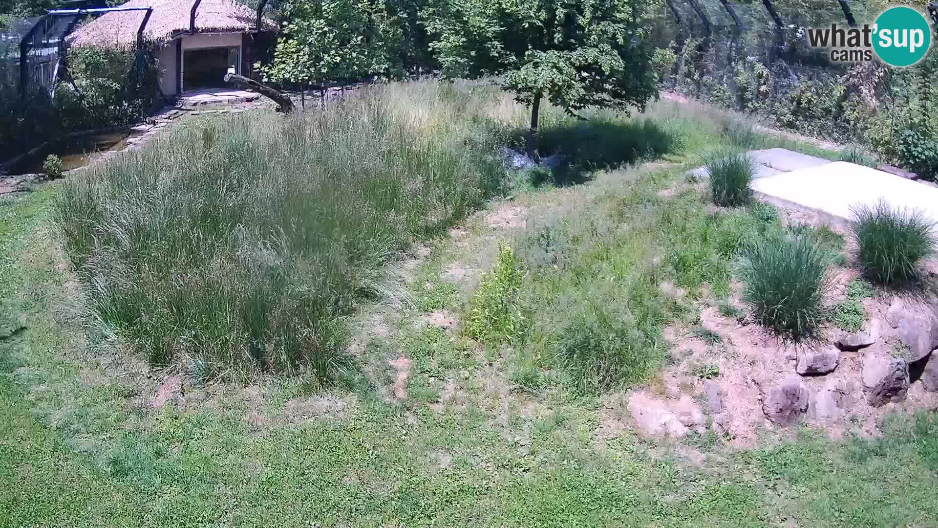 Zoo Ljubljana camera en vivo Leones