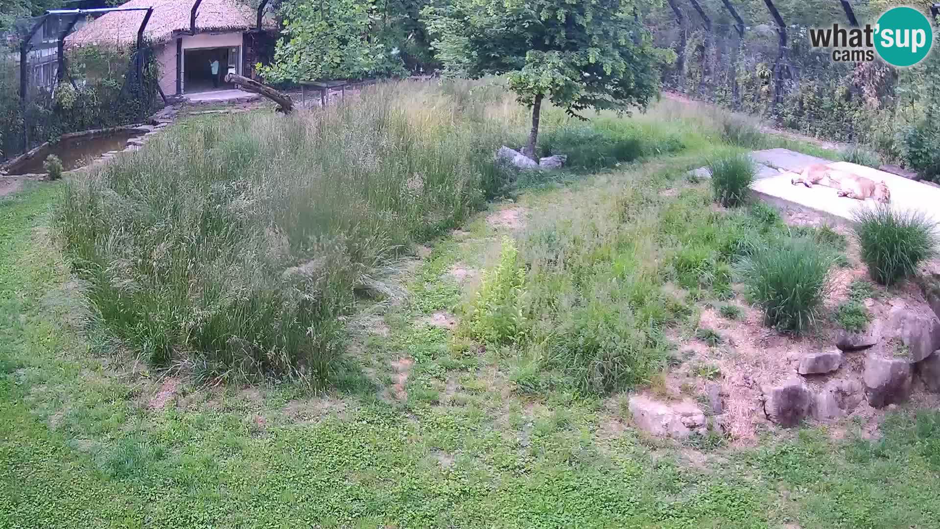 Ljubljana Zoo webcam Lion