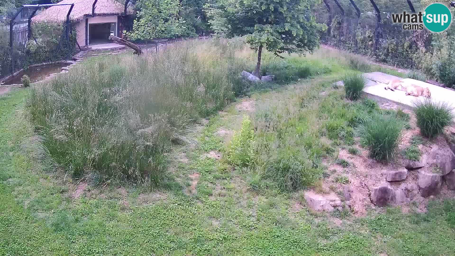 Zoo Ljubljana camera en vivo Leones