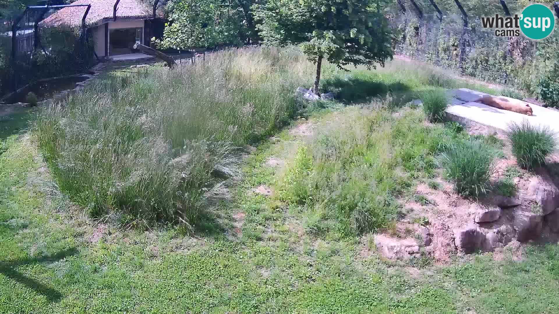 Zoo Ljubljana camera en vivo Leones