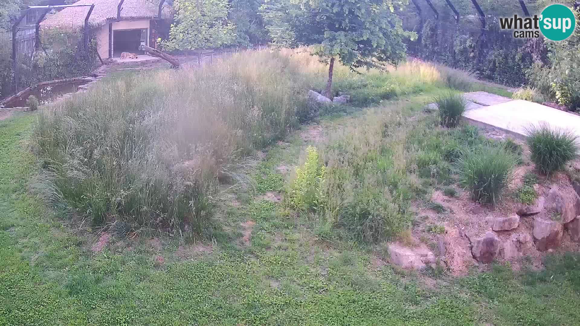 Zoo Ljubljana camera en vivo Leones