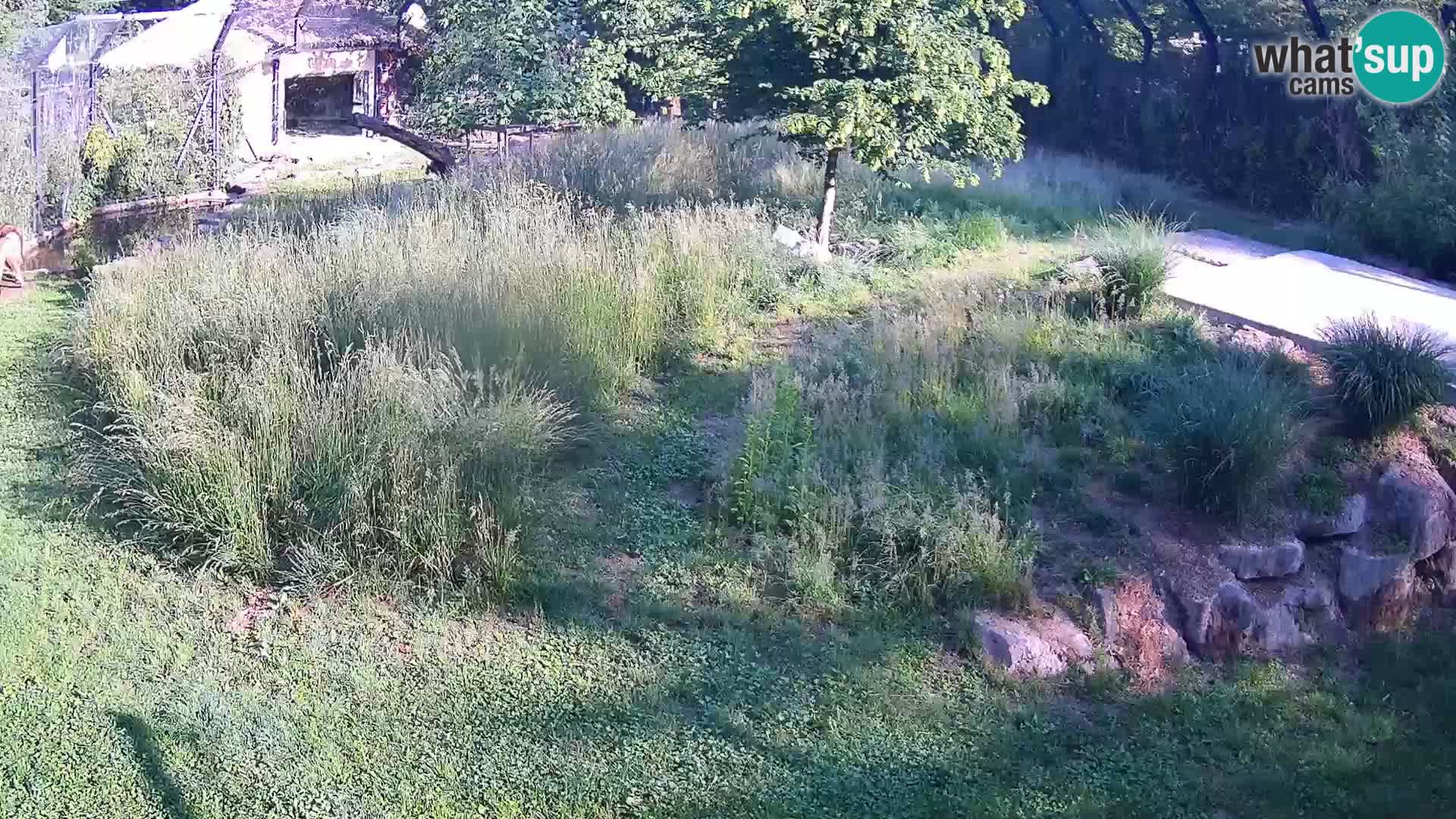 Zoo Lubiana live webcam Leoni