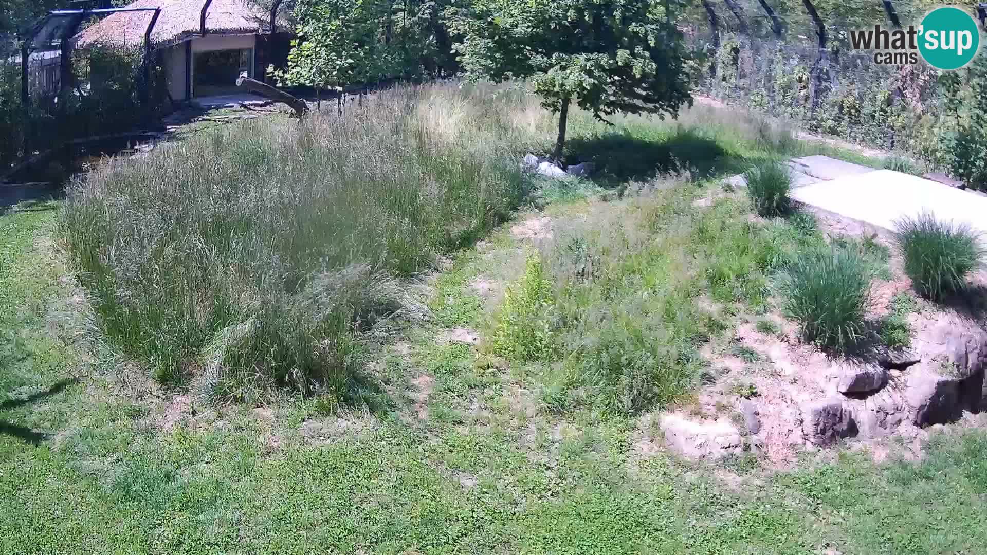 Zoo Ljubljana camera en vivo Leones