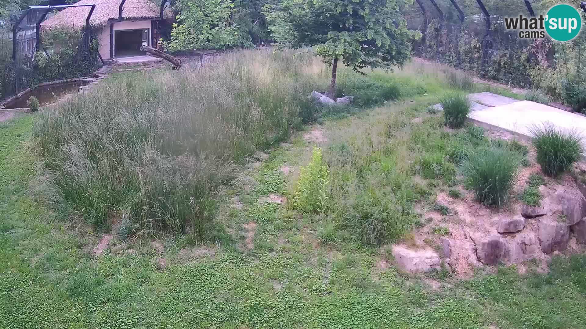 Zoo Lubiana live webcam Leoni