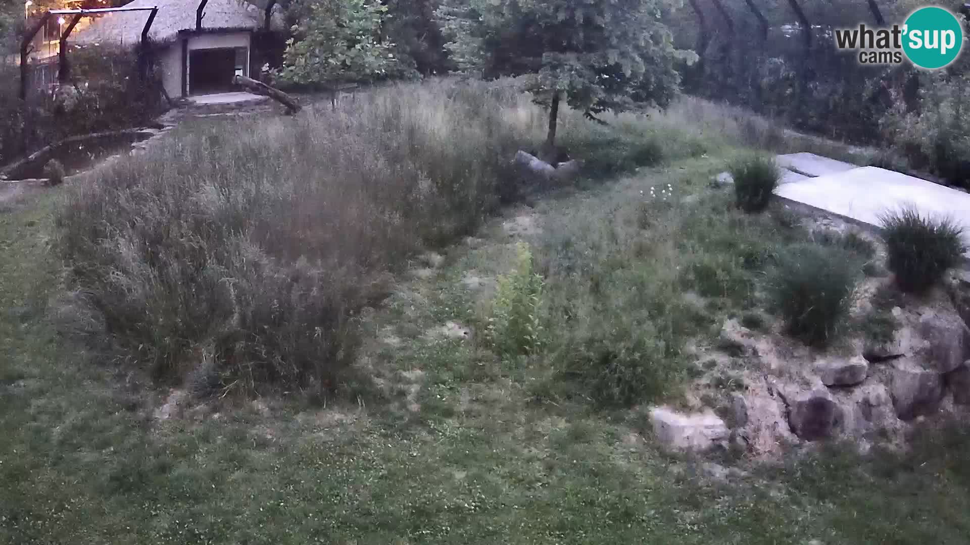 Zoo Ljubljana camera en vivo Leones
