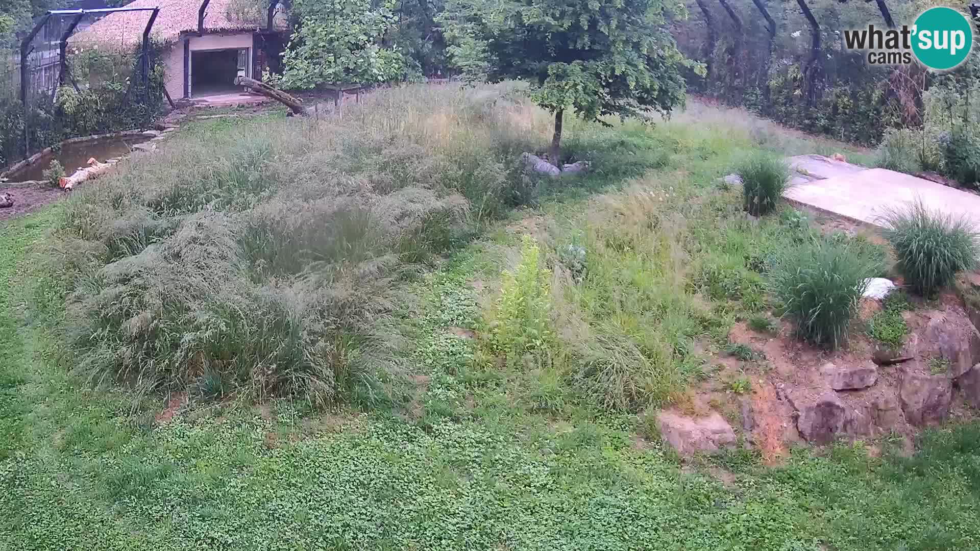 Zoo Ljubljana web kamera Lavovi