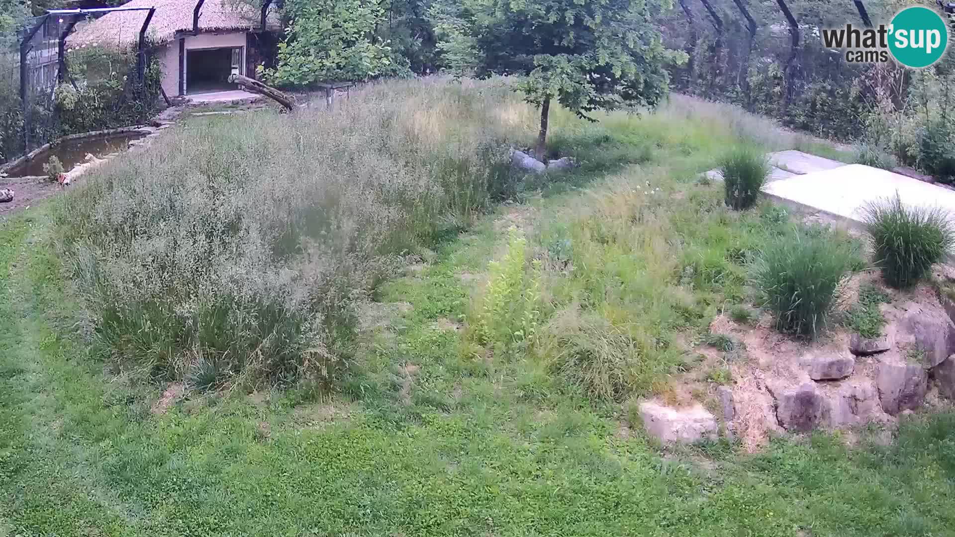 Live Ljubljana Zoo webcam Lion