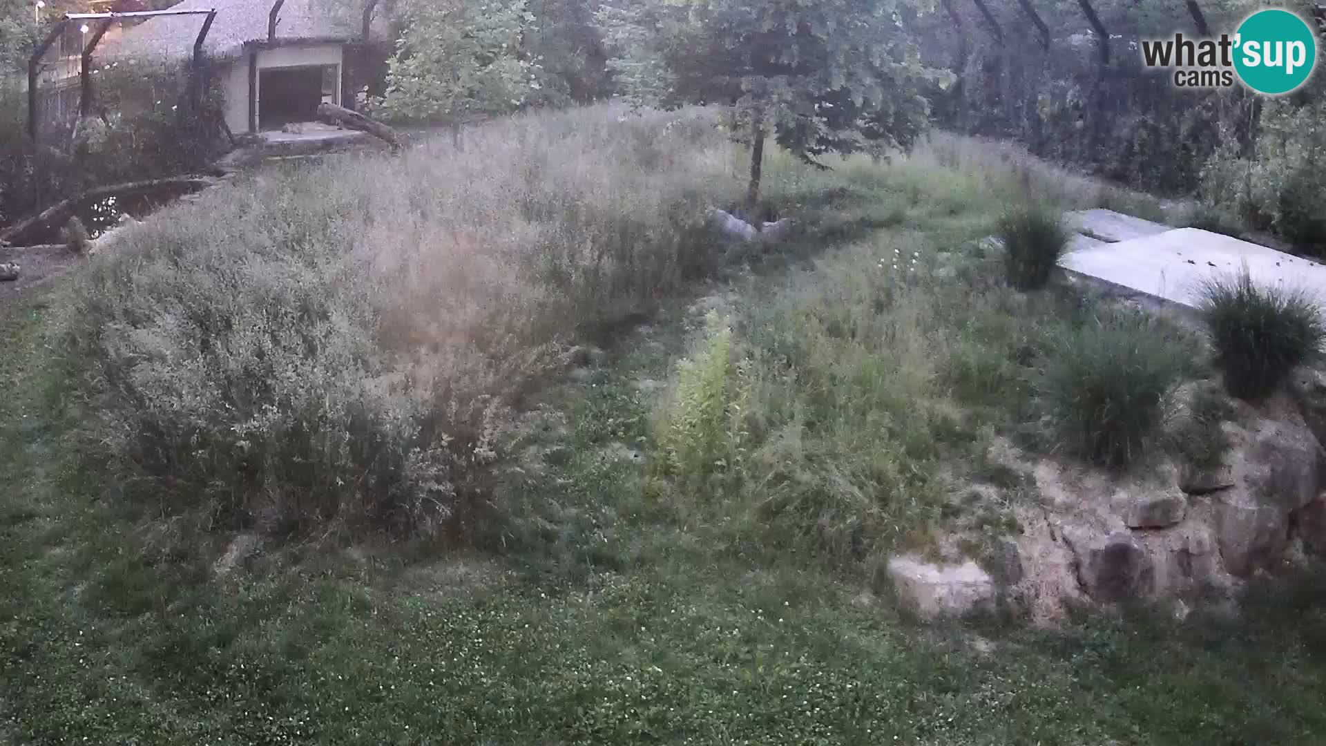 Zoo Ljubljana webcam Löwen