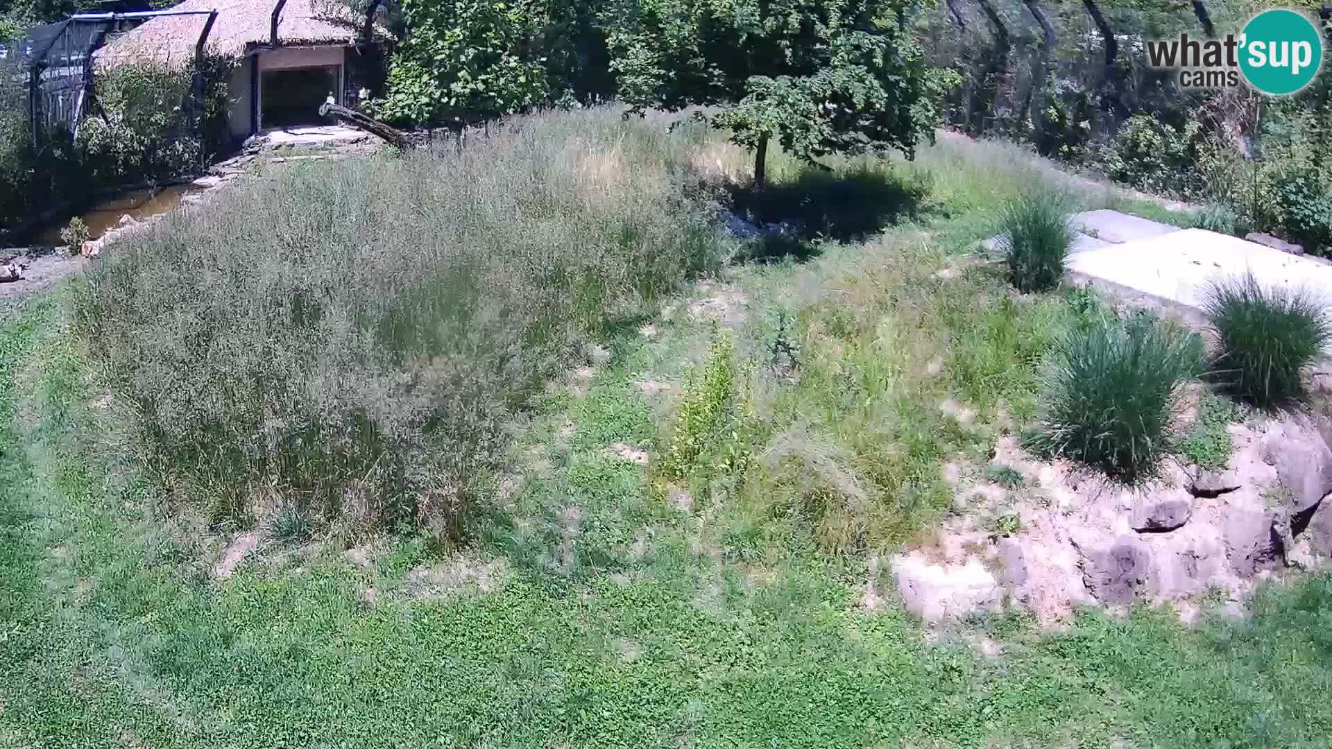 Ljubljana Zoo webcam Lion