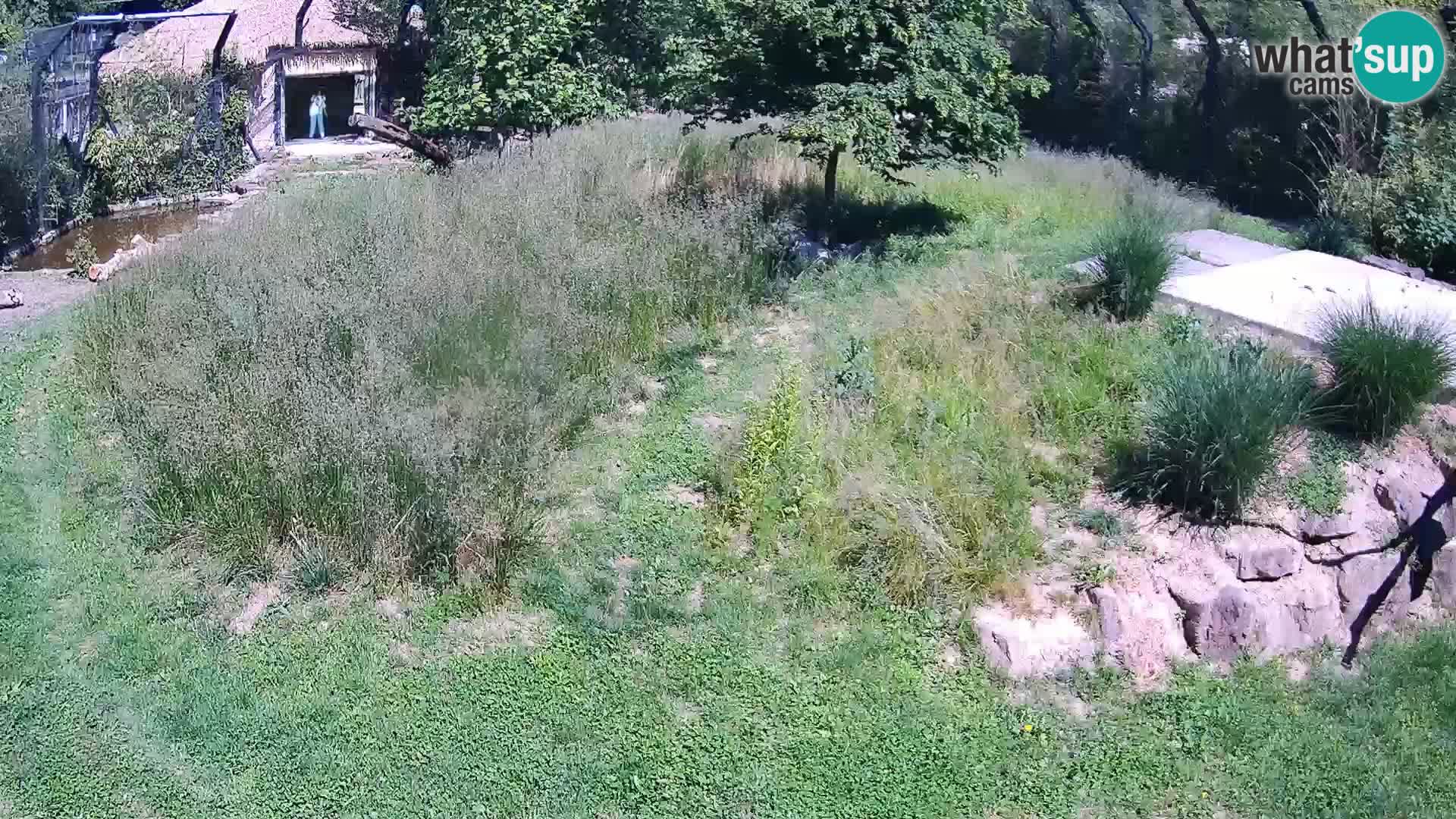 Live Ljubljana Zoo webcam Lion