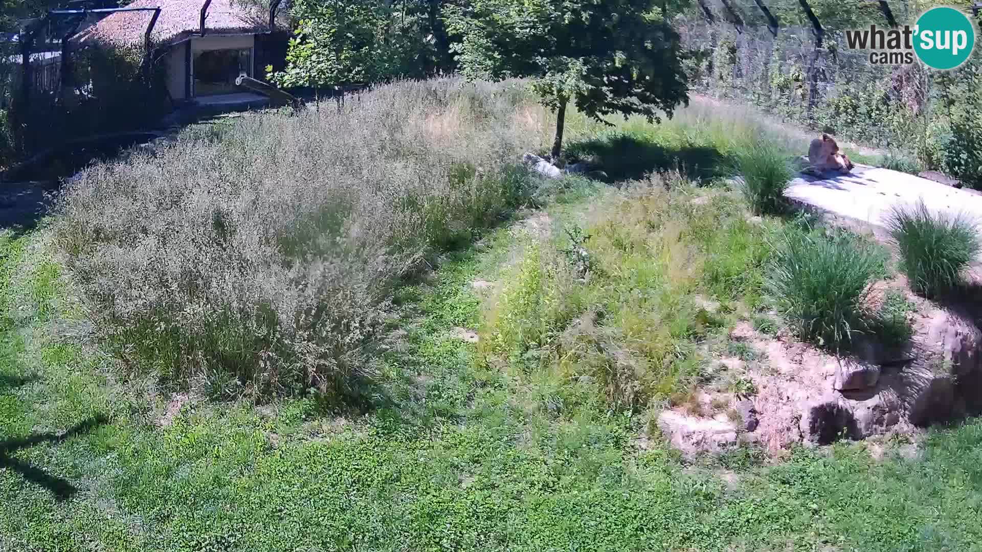 Zoo Ljubljana web kamera Lavovi