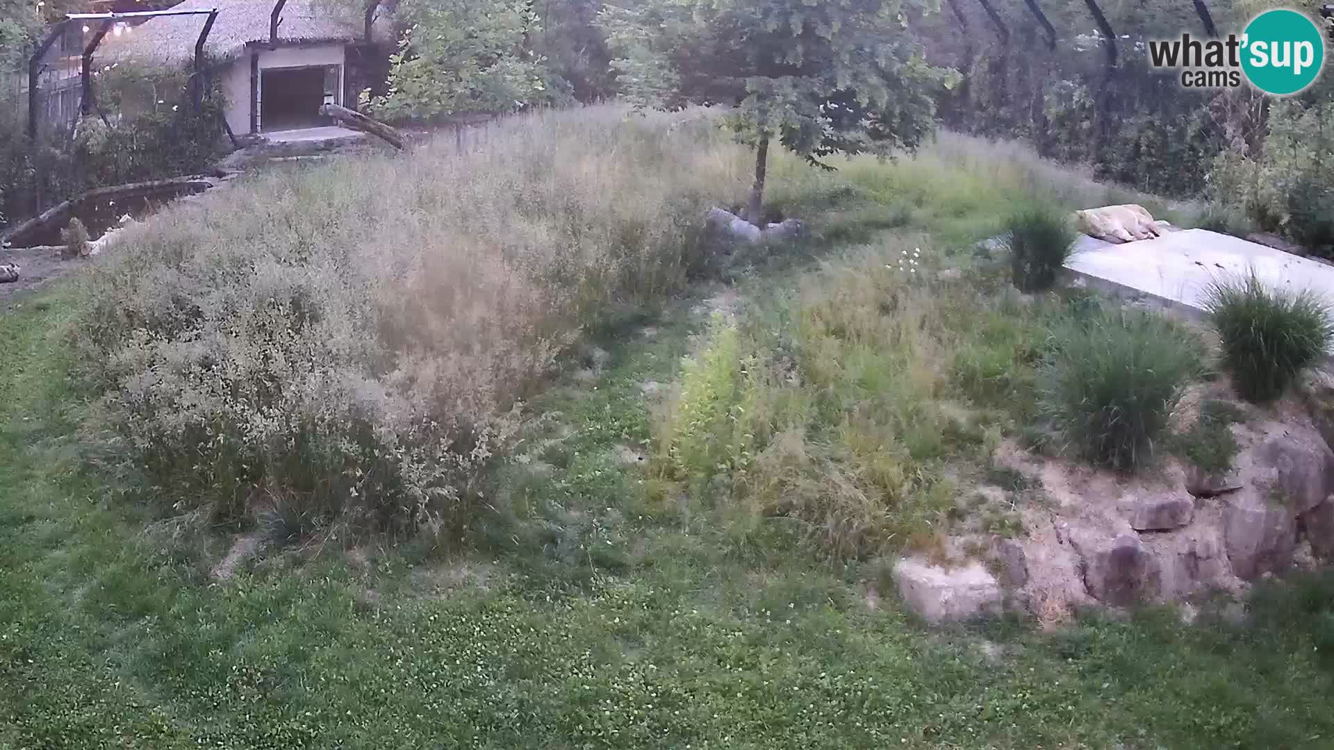 Live Ljubljana Zoo webcam Lion