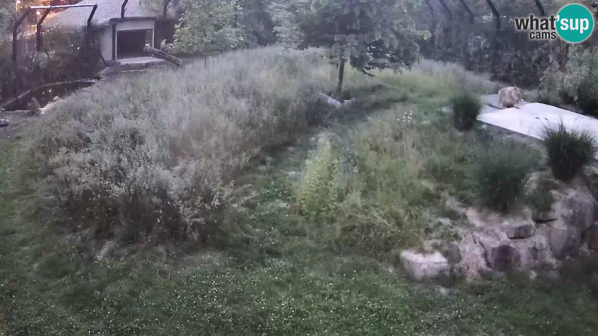 Ljubljana Zoo webcam Lion