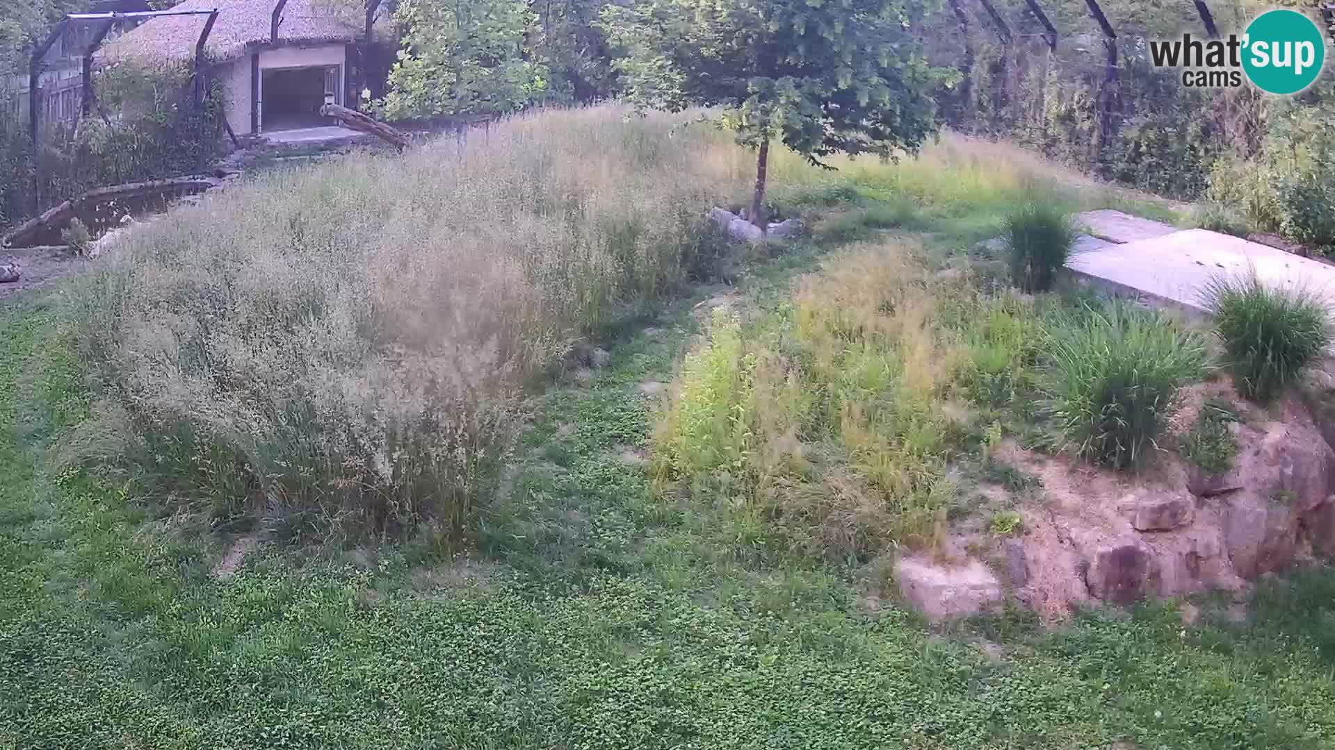 Zoo Ljubljana camera en vivo Leones