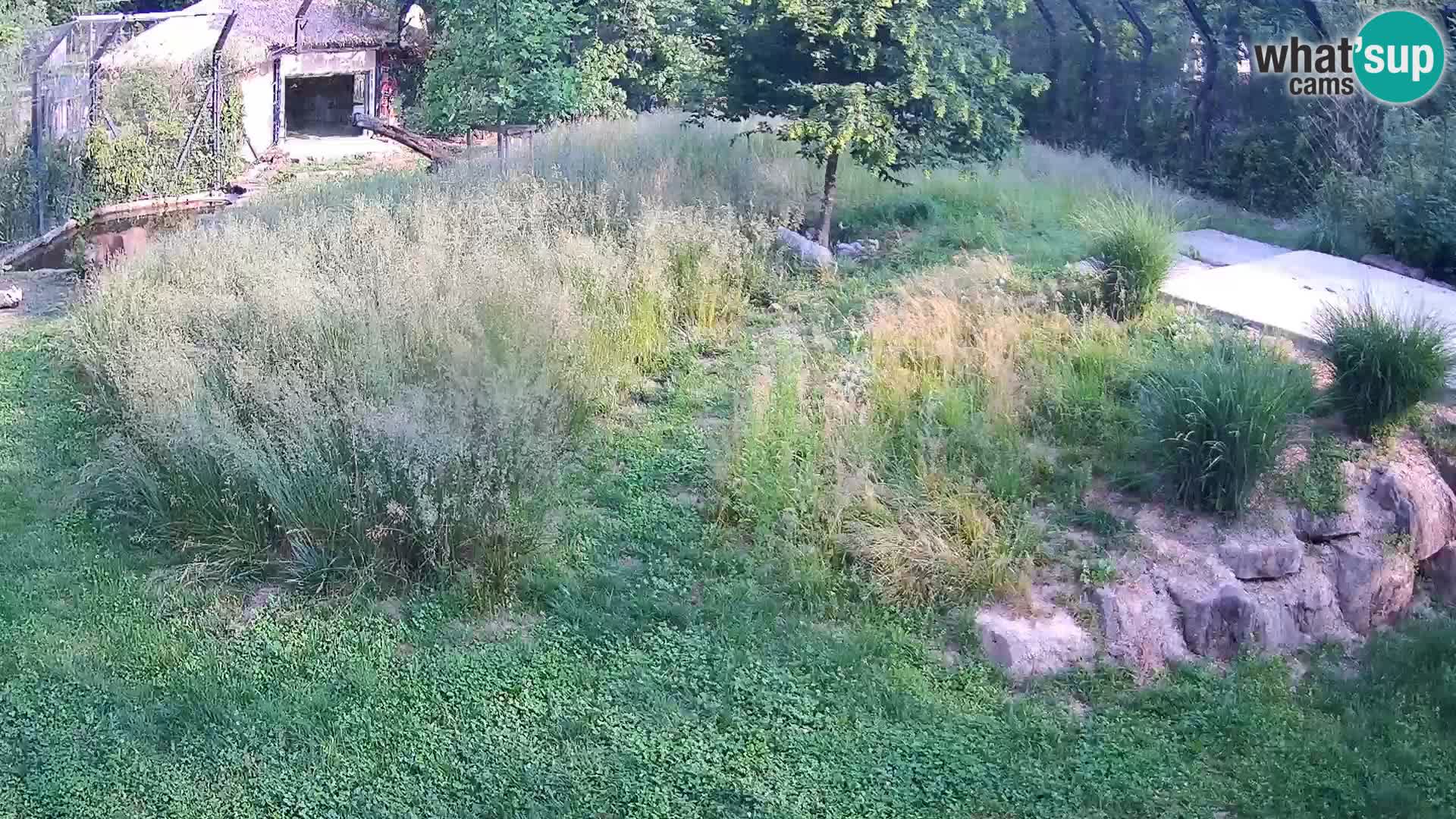 Zoo Ljubljana webcam Löwen