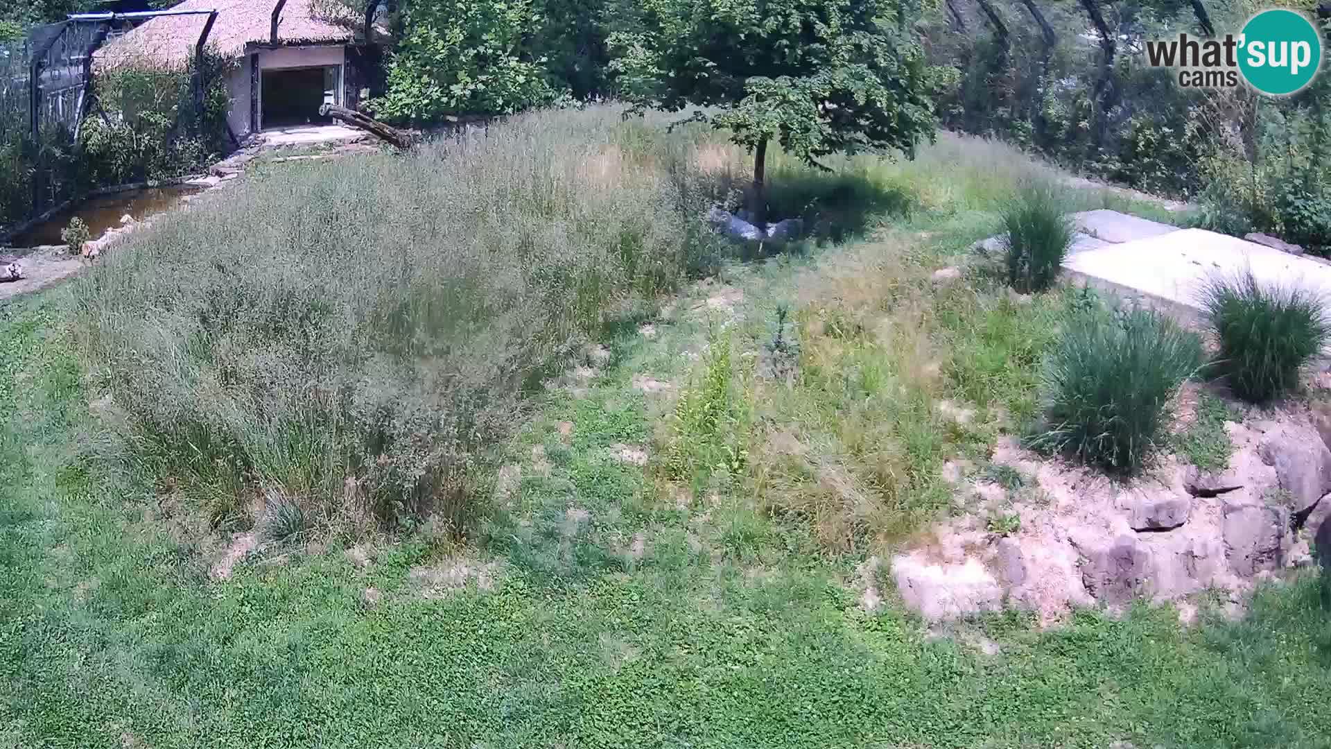 Zoo Ljubljana camera en vivo Leones