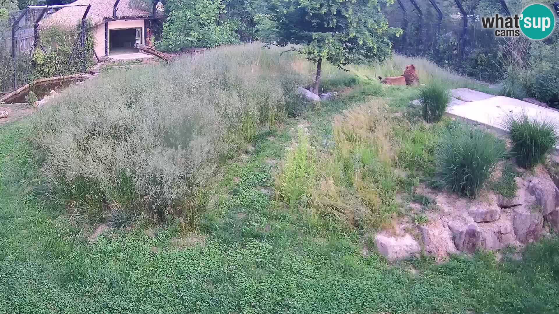 Zoo Ljubljana camera en vivo Leones