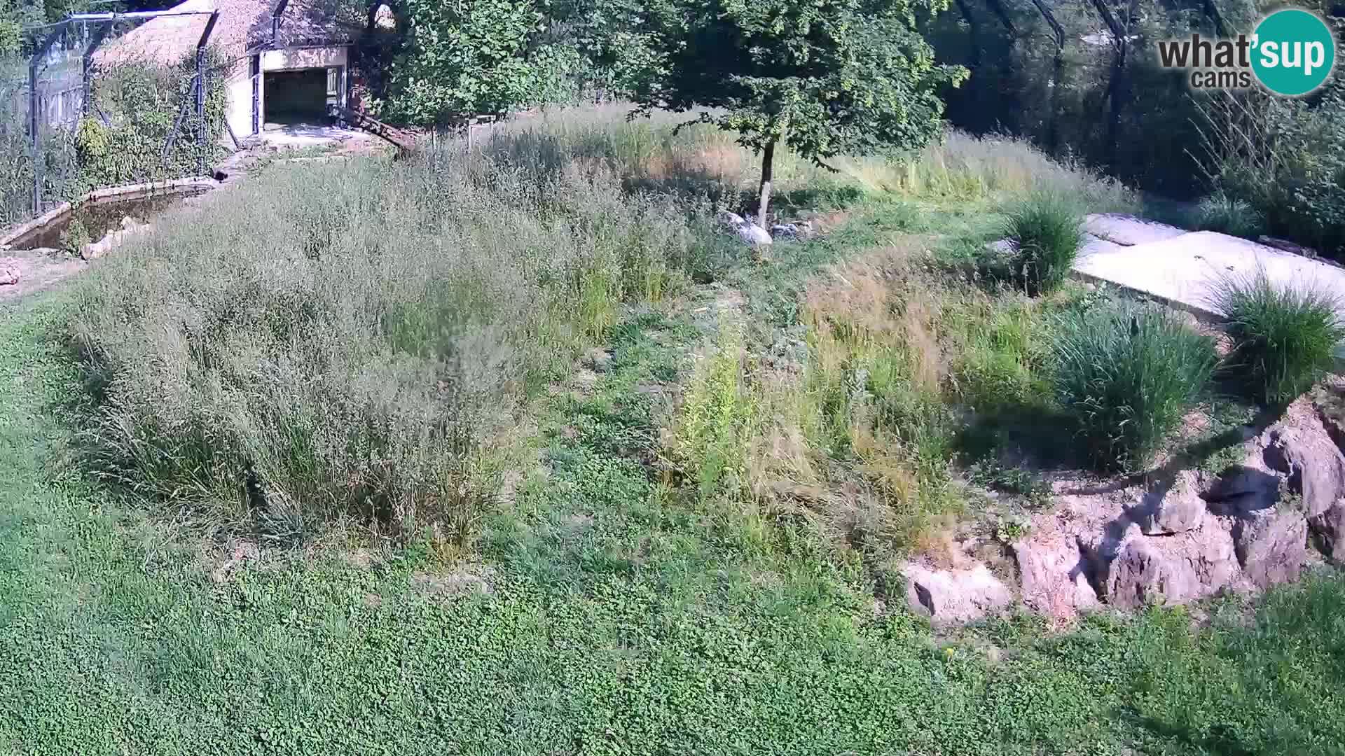 Zoo Ljubljana web kamera Lavovi