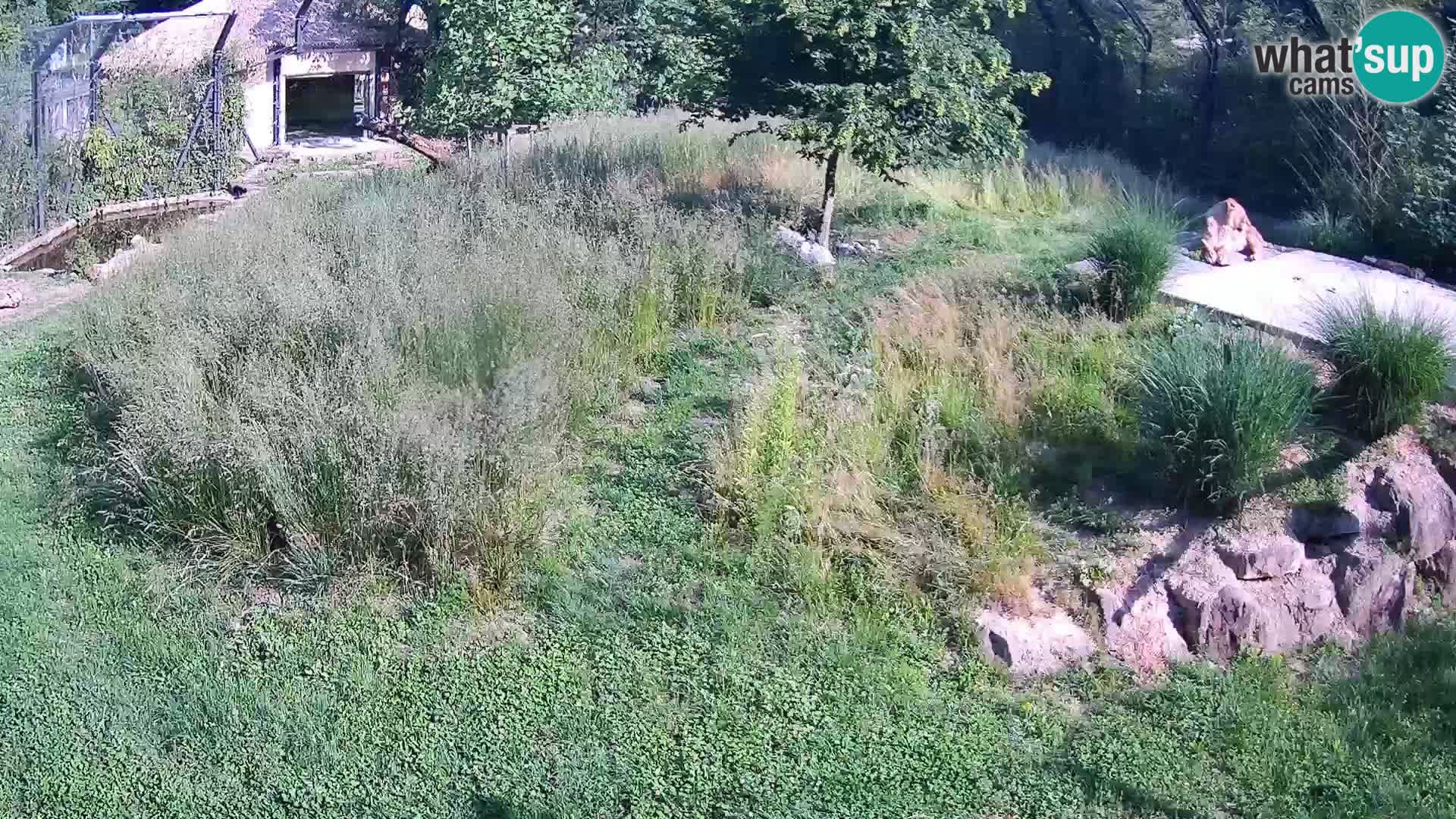 Live Ljubljana Zoo webcam Lion