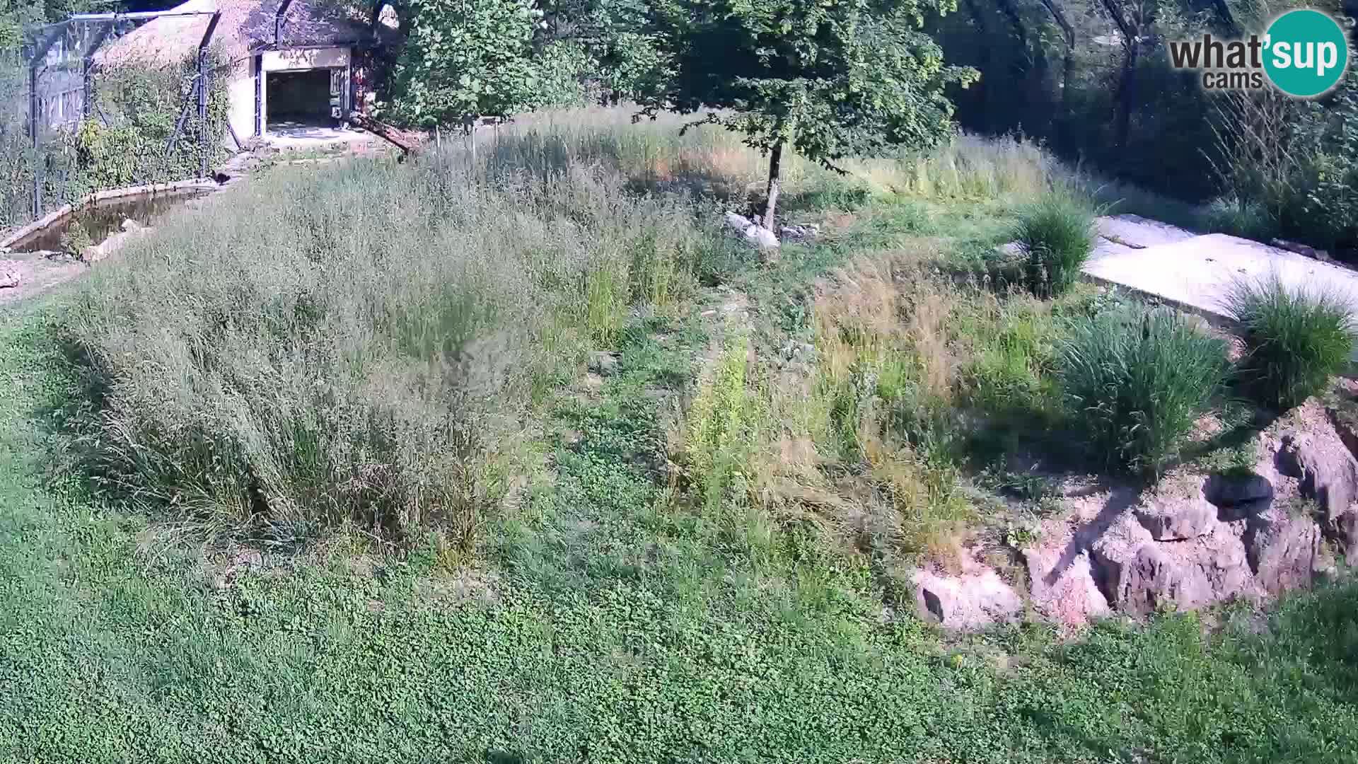 Ljubljana Zoo webcam Lion