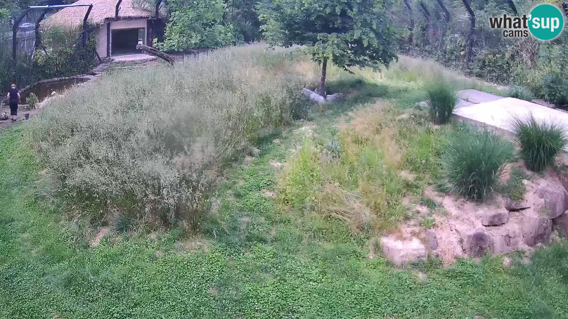 Zoo Ljubljana web kamera Lavovi