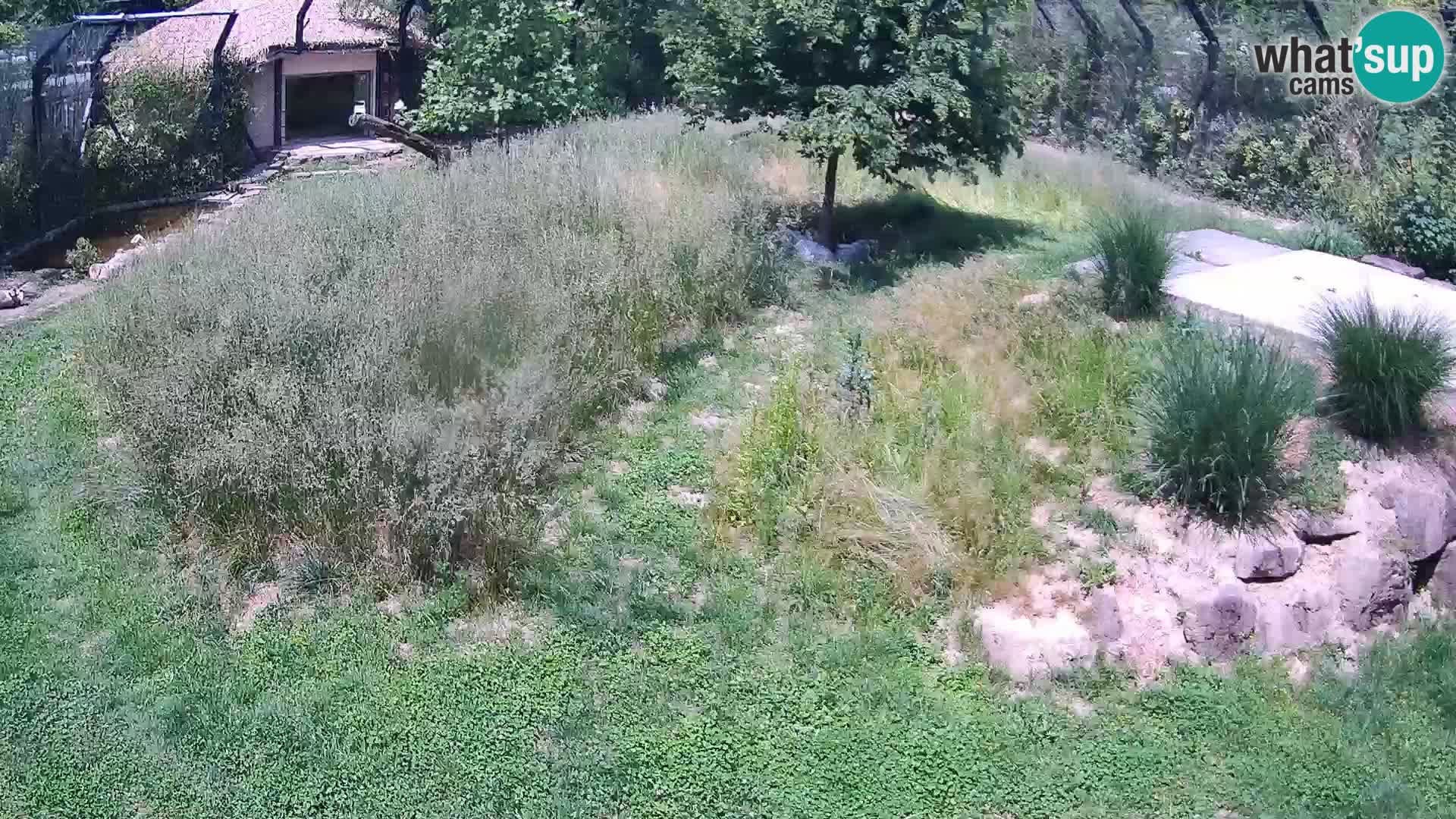 Zoo Ljubljana web kamera Lavovi