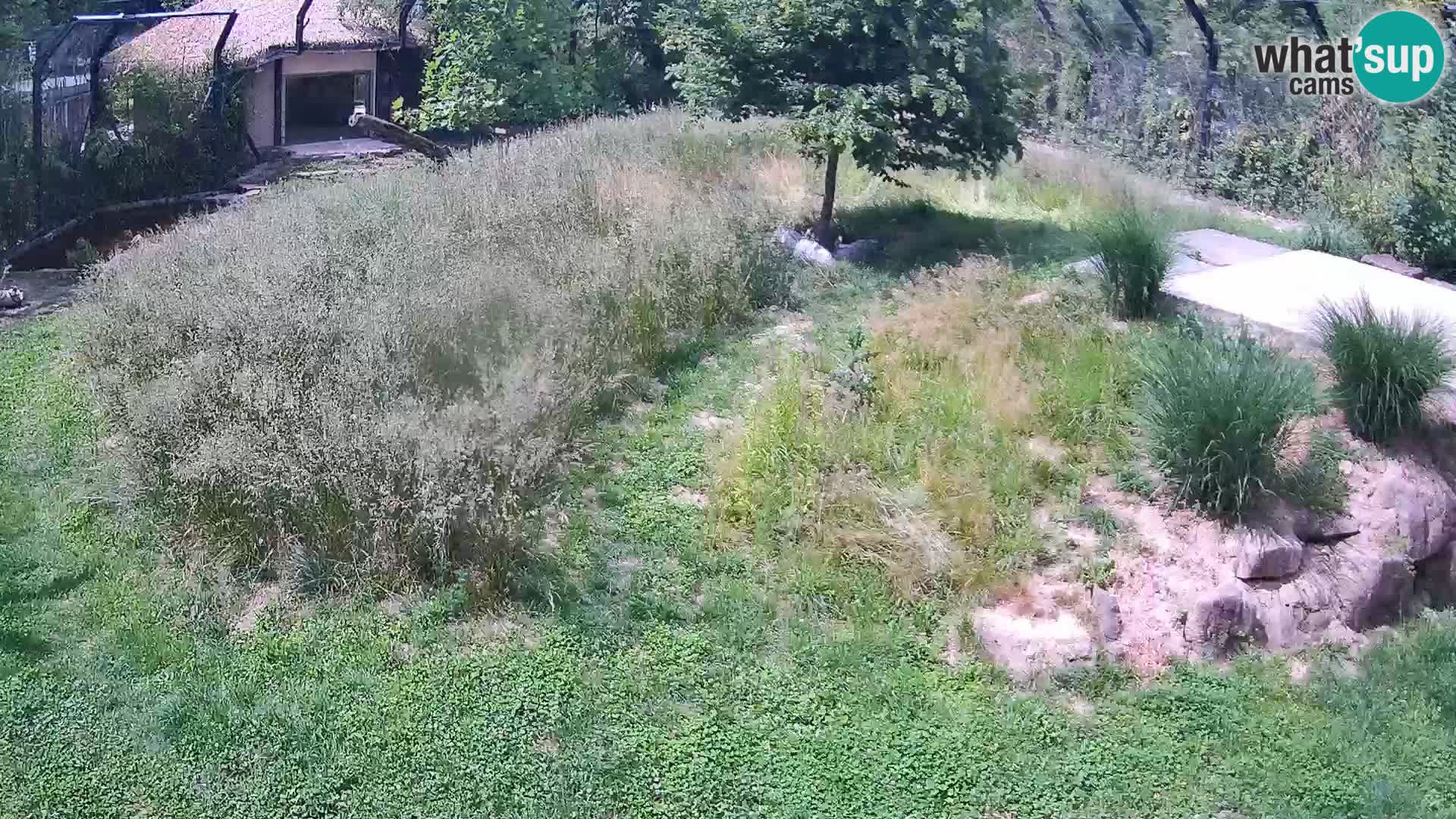 Zoo Ljubljana web kamera Lavovi